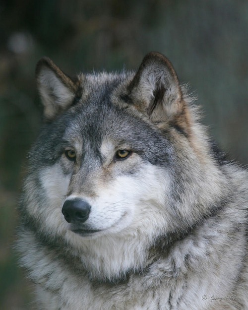 beautiful-wildlife:  Intelligence by Gerry Sibell 