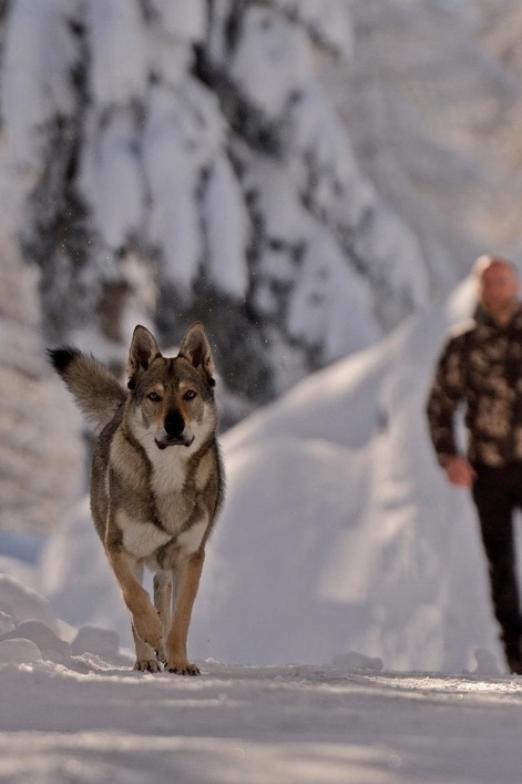visualechoess:  walk with a friend in the snow by: ElliottWild