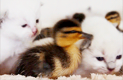 Baby duck and kittensFollow Us For More Awesome KITTY MANIA