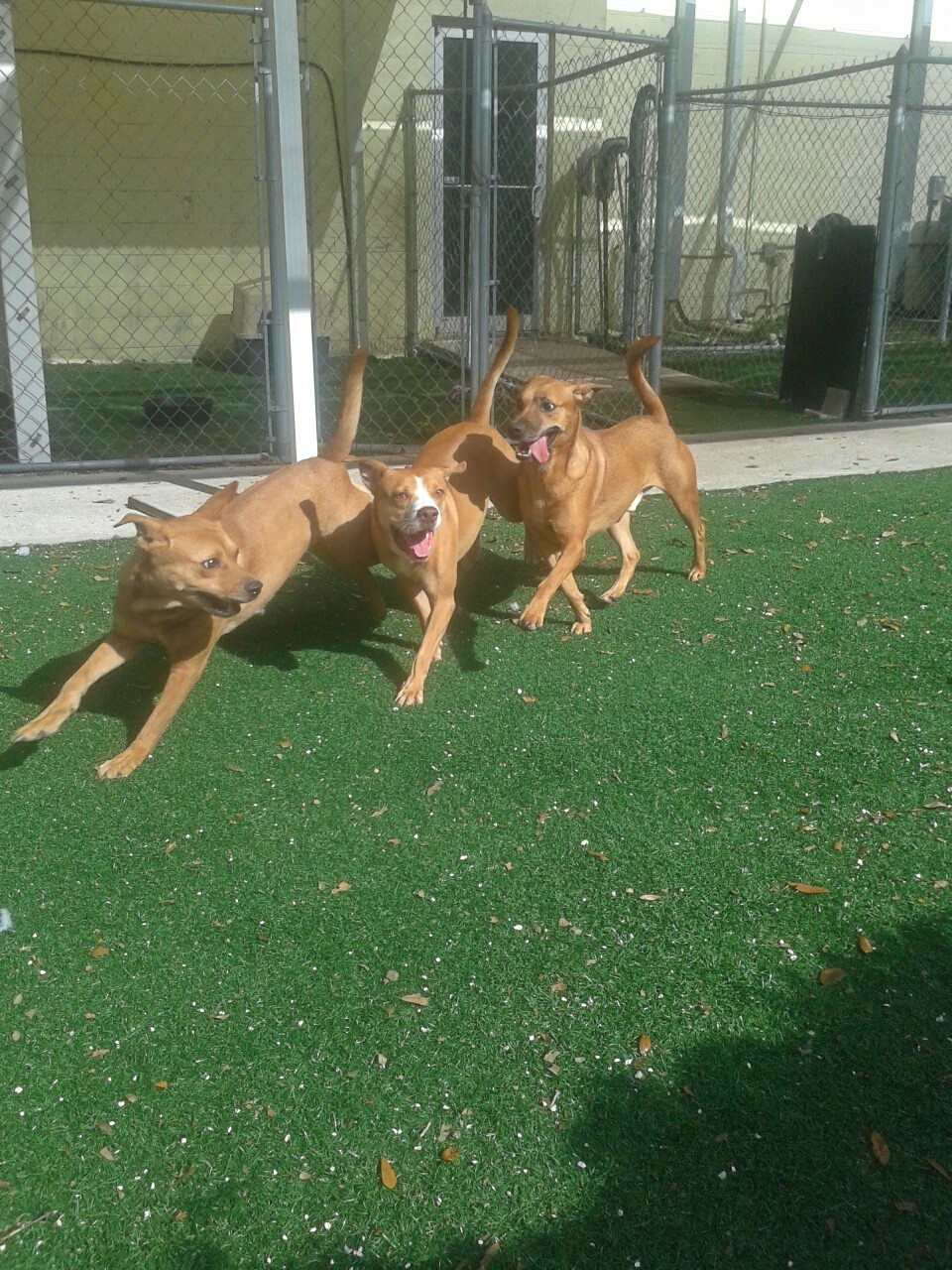 Brown dog babes at the kennel. I cannot put into words how much I adore my job.