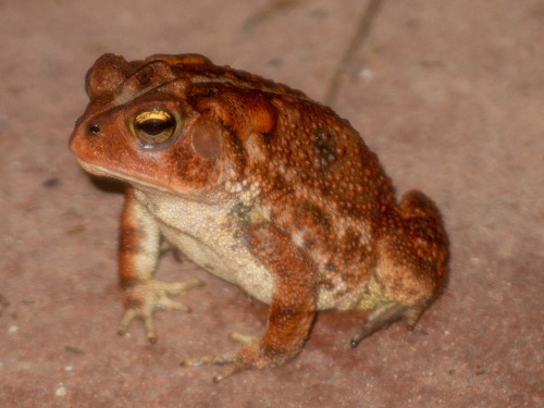 toadschooled:This beautiful southern toad [Anaxyrus terrestris] was found in Montrose County, Missis