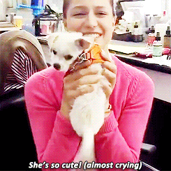 racethewind10:#WHO GAVE THE PUPPY A PUPPY#THERE IS TOO MUCH PUPPY#PUPPY OVERWHELMING - @ennn