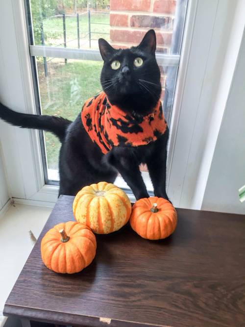 cuteness–overload: It’s spooky season Source: http://bit.ly/2NoD8XK