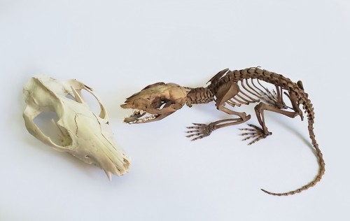 Juvenile Opossum SkeletonMy baby is complete! Took a long time to get the motivation to power throug