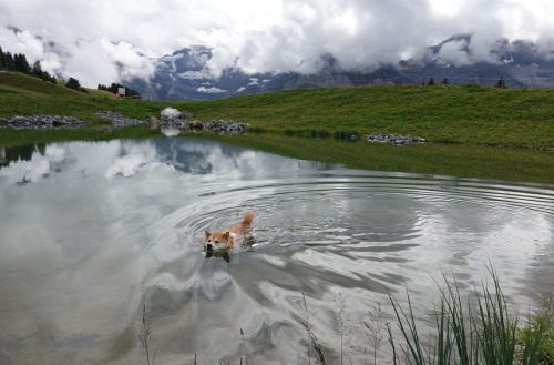 swimming in a little lake