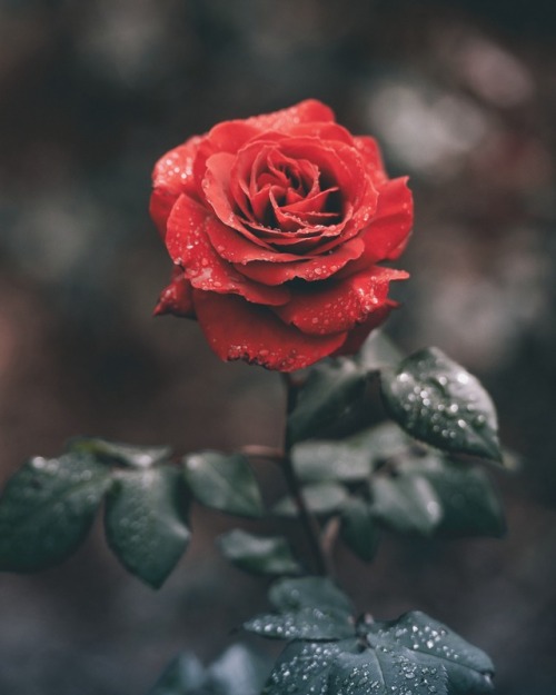 f0r-you:(f0r-you)