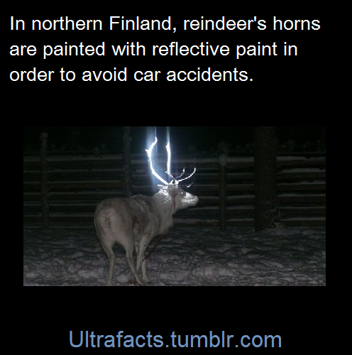 ultrafacts:  Every year, about 4,000 reindeer lose their lives on Finnish roads in