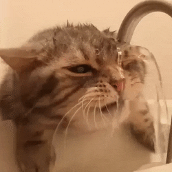 awwww-cute:  Drinking is hard sometimes (Source: http://ift.tt/2mHiYLP)  Kitteh has