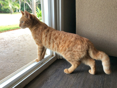 Cottage CatThis young boy with a kinked tail let himself in to our cottage in Kauai. He let himself 