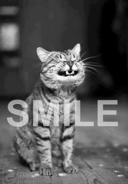 i-justreally-like-cats-okay:SMILE CAT!
