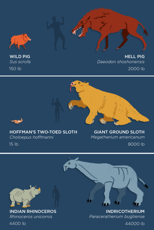 skunkbear:skunkbear:The past is packed with monsters! Behemoths by the dozen!Let’s meet these fossil