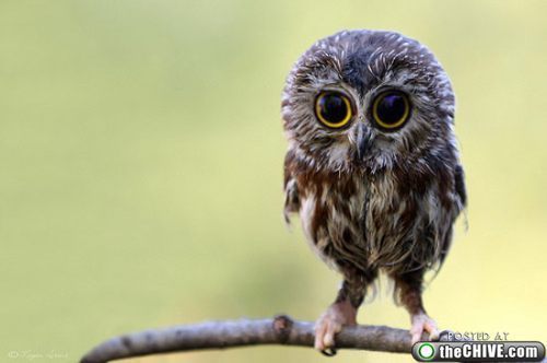 this owl is stoned