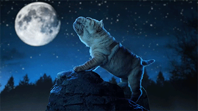 huffingtonpost:  By just watching this video of puppies, you’re donating money to charity. 