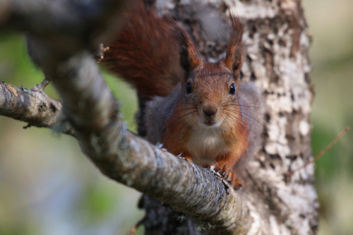 Red squirrel/ekorre. Värmland, Sweden (May 8, 2022). 