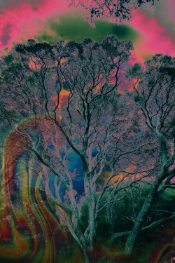 pureblindingcolour:  Under the Moonah Tree