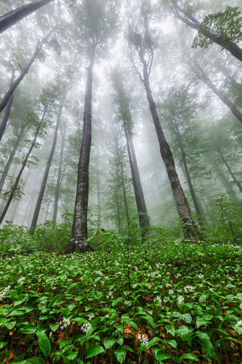 chrysopoetics: Green Giants (by Evgeni Dinev)