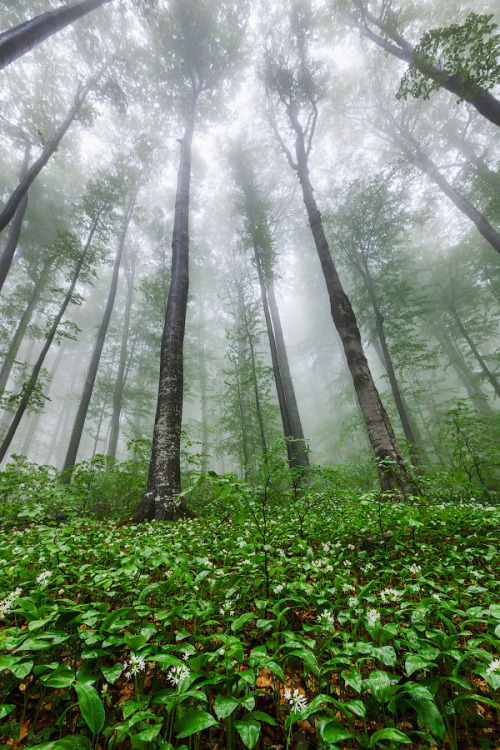 Green giants by Evgeni Dinev