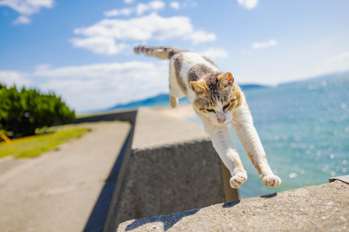 飛び猫　-Flying Cats-