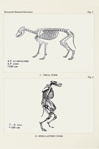 formerlylordbryndenrivers-deact: mythological species: werewolves 