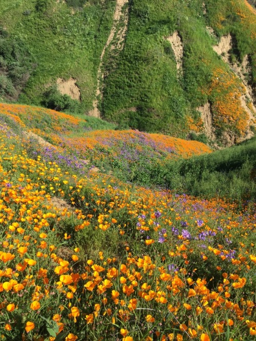 hikingnotes:We had a lot of rain this winter, more than what we’re used to. It brought water back to our waterfalls and flowers back to our hills. Southern California is covered in wildflowers. (taniainnature)