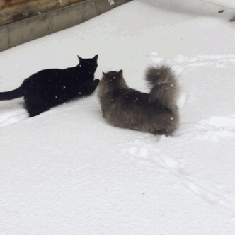 lilragekitten: Dashing through the snow  I’m a pile of fluff Oh my toes are cold