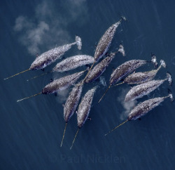 stunningpicture:Narwhals