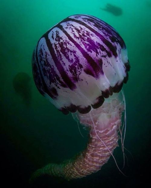 montereybayaquarium: mooonjellies: @hiimjoe88 Purple-striped jelly!