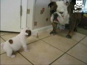 DW S2 in puppy gifs