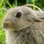 commanderbunnbunn
