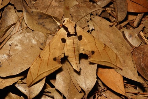 sinobug:MOTHS from Yunnan, ChinaClick on and scroll through images for individual IDs…..by Sinobug (