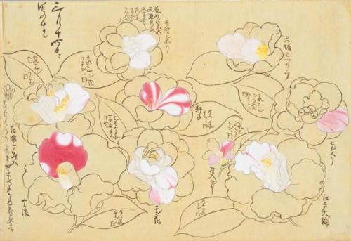 iamjapanese: KANŌ Sigekata（狩野 重賢 Japanese）Cherry Blossoms and Camellias 櫻と椿 from Sōmoku Shasei 