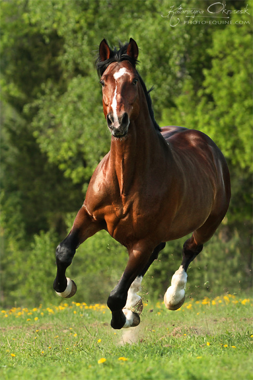 scarlettjane22:  Trakehner Verband e.V.  | Foals, Horses 