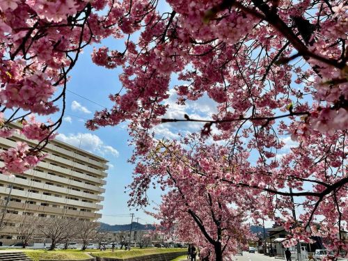 ゆっくり河津桜を楽しみ大工ました(^_^)大島川桜回廊兵庫県小野市#大島川桜回廊 #河津桜 #桜 #花見 #兵庫県 #小野市 #桜回廊 (Ono, Hyogo)https://www.instagr