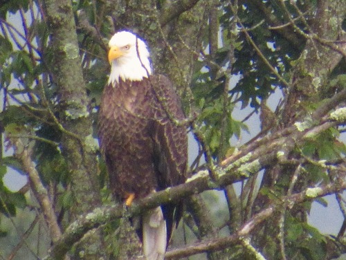 Saw this eagle at the ponds too. I could face one way and take this picture, then without moving my 