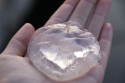 simplifyd:  almightea:  Yup in washington they have these kickass jellyfish that don’t have any stingers. This is me holding one.  i thought this was some kind of faulty breast implant, woops  