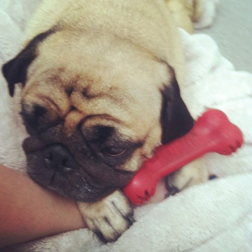 Gizmo’s belongings: me and his chewy #kong bone. #pug #pugsofinstagram #sdpug #gizmopug #pugli