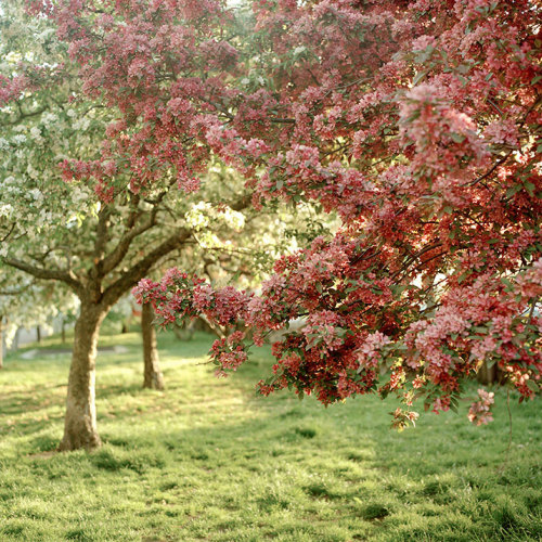 bobbycaputo:  Spring Has Sprung New York City-based photographer Darcy Rogers makes lovely, sweet images of oceans, beaches, spaces and personal objects in square format. She’s also been photographing blossoming branches in spring sunlight. Her series,