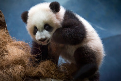 giantpandaphotos:  Mei Huan / Mei Lun at Zoo Atlanta in Georgia, US, on December 31, 2013. © Ricky Floyd.