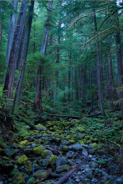expressions-of-nature:  Hoh Rain Forest, Olympic National Park by Wai Chee Wong 