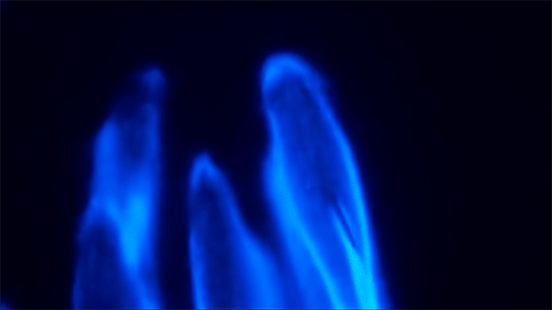 bioluminesssence:Dolphins swimming through bioluminescent algae x