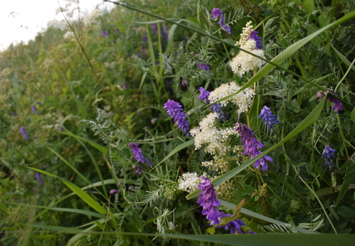 rherlotshadow:Vetch and meadowsweet on the bank of the River Avon