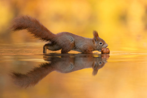Photographer Waits Hours To Capture The Autumn Idyll Of Squirrels Carrying A Nut Over A Lake (8 Pics