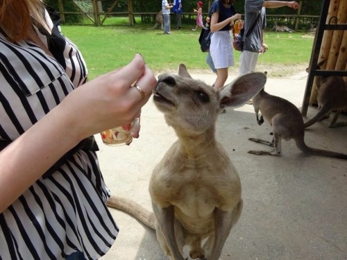 Kangaroos, man.