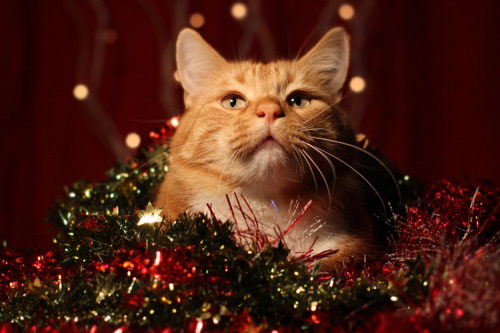 XXX cat-parlour:  Merry Christmas from Shogo photo