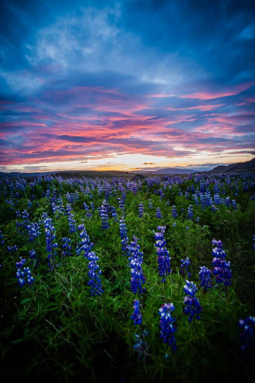 drxgonfly:  In Iceland (by Pedro Kin )