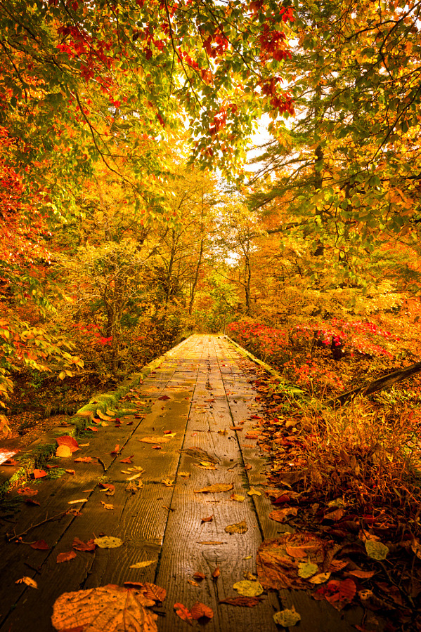 drxgonfly:  Warm Path  Yu Brook - 湯ノ沢 (by Jason Arney)