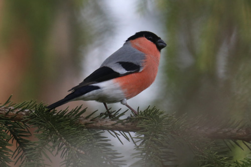 Eurasian bullfinch/domherre.