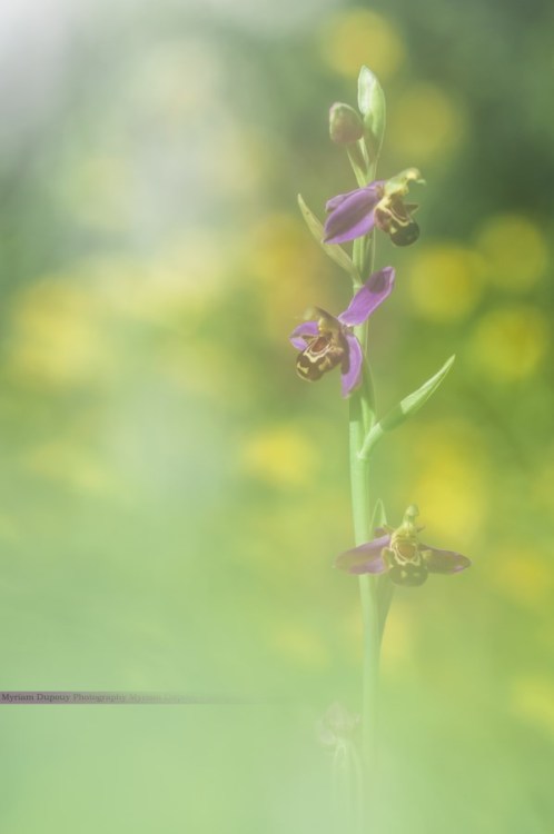 Habits De Lumières, June 2014.  (Nikon D90 - 90mm f/2.8 Di USD MACRO 1:1) Do not hesitate to join me