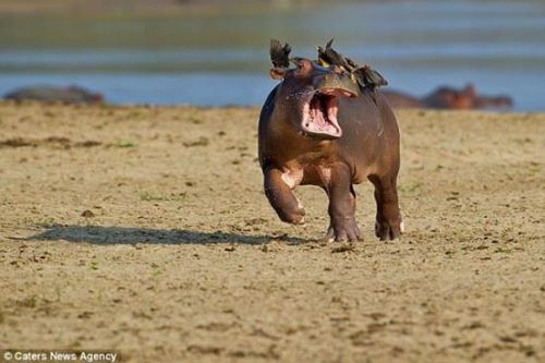 the-dodo:Terrified Baby Hippo Runs Away From Tiny BirdsHis mother hasn’t told him about the birds an