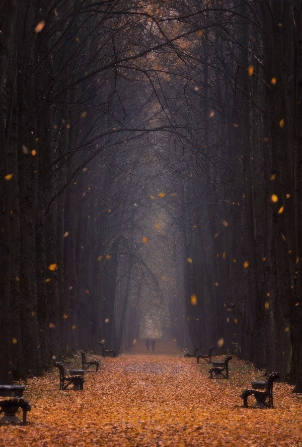 0rient-express:  Falling Leaves | by Vlad Sokolovsky.       